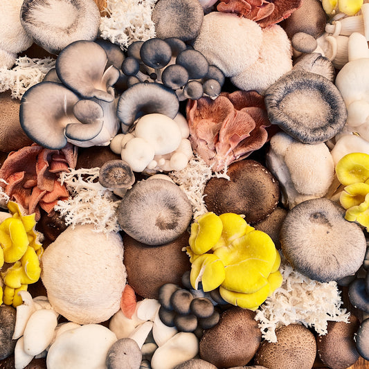 The Wonders of Oyster Mushrooms