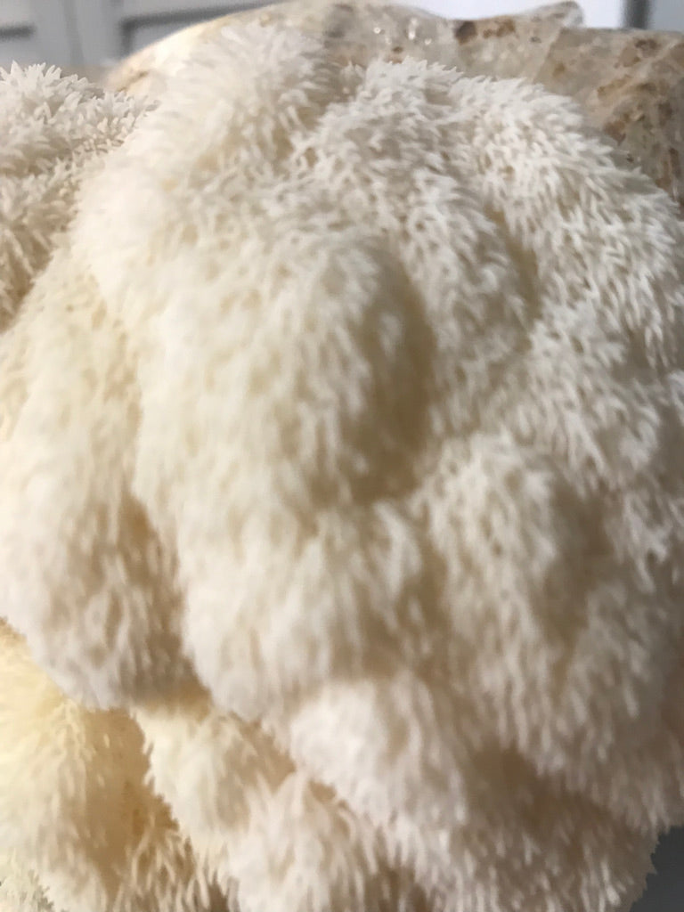 Lion's Mane Fresh Gourmet Mushrooms | Hericium erinaceus