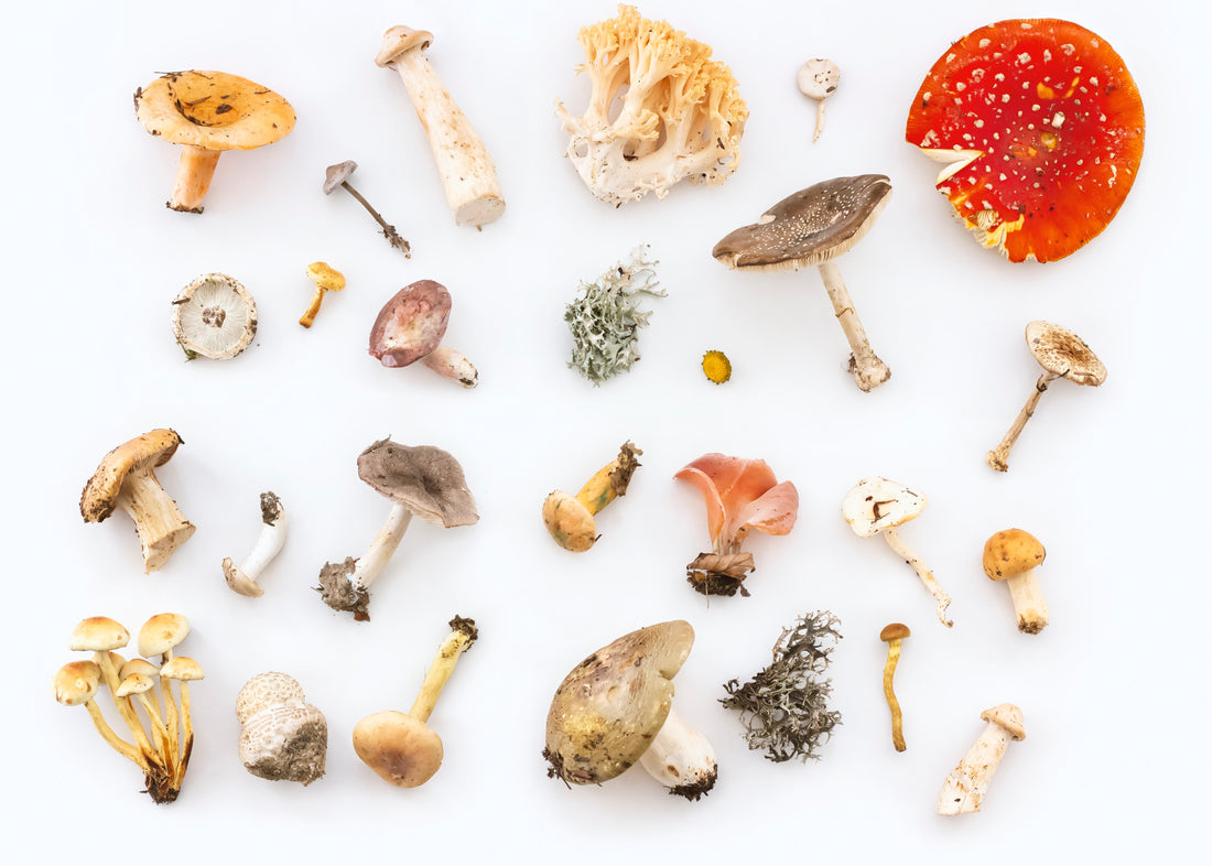 Wild, gourmet, and common mushrooms. What’s the difference?